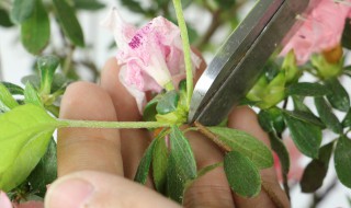 盆栽杜鹃用什么土好(盆栽杜鹃花用什么土好)