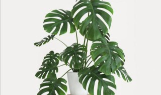 龟背竹怎么浇水 龟背竹怎么浇水一月一次吗