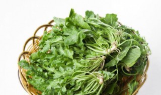 荠菜可以生吃么（荠菜可以生食吗）