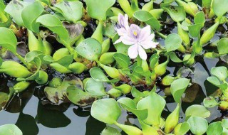 水葫芦是什么植物 水葫芦是什么植物裸子还是被子