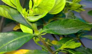 球兰叶子发黄怎么办（球兰为什么叶子有些枯黄,怎么办）