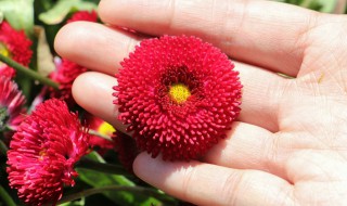 雏菊盆栽多少天浇一次水 小雏菊多久浇水一次