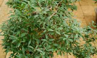 石榴树盆栽怎样养 石榴树的养殖方法