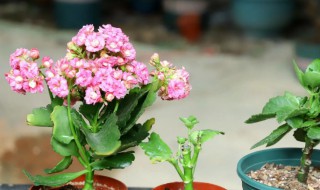 新买的长寿花要浇水吗（刚买回来的长寿花几天浇水）