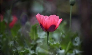 角罂粟花的花语（罂粟花的花语和象征）