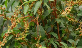 山柳的寓意（山什么柳什么）