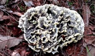 怎么保存野生菌放一年都不坏（新鲜野生菌怎么保存时间长）