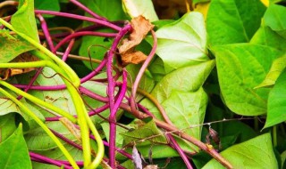 红薯茎杆怎么长期保存 红薯茎杆怎么长期保存?