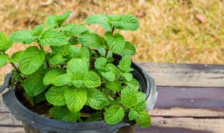 新鲜薄荷叶怎么长期保存（薄荷叶怎样长时间保鲜）