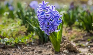 风信子能在太阳下晒吗（风信子需要阳光晒吗）