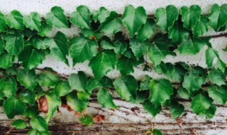 盆栽爬山虎在室外能过冬吗(爬山虎可以冬天种植吗)