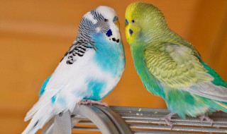 牡丹鹦鹉可以和玄凤鹦鹉养一起吗（玄凤能和牡丹鹦鹉养在一个笼子里面吗）
