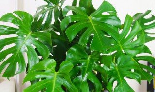 龟背竹是什么寓意（龟背竹有什么寓意）