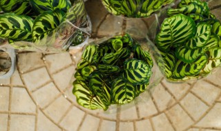 孔雀竹芋有什么作用 孔雀竹芋的作用