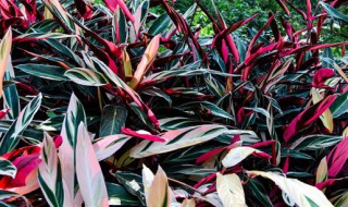 紫背竹芋花的寓意是什么（紫背竹芋开花的寓意）