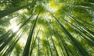 喜鹊和竹子寓意是什么 描写竹子和喜鹊的诗句