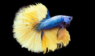 斗鱼为什么只能养一只 养一条斗鱼