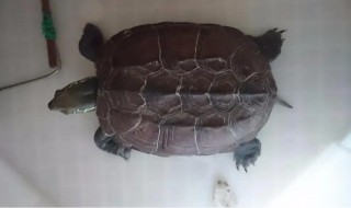 墨龟为什么只能养一只 养墨龟养一只好还是两只好