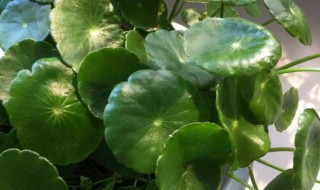 铜钱草适合什么温度养殖 冬天养铜钱草适合多少度