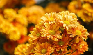 梅兰竹菊代表什么意思（梅兰竹菊什么含义）