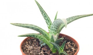 虎皮兰换盆的正确方法 虎皮兰换盆的正确方法虎皮兰用啥样的花盆