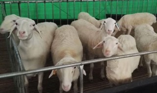 山羊驱虫的正确方法(山羊用什么驱虫药最好)