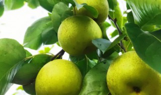 送梨子是什么意思（送梨有什么说法）