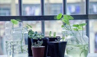 双线竹芋有毒吗 红羽双线竹芋有毒吗