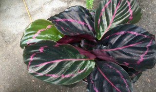 美丽竹芋有毒吗 大美丽竹芋有毒吗