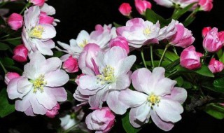 西府海棠怕暴晒吗(西府海棠冬天)