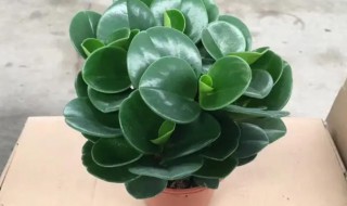 绿翡翠怎么养 绿翡翠的养殖方法