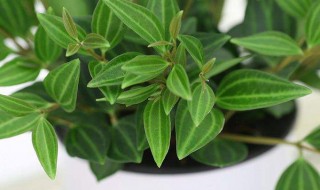 钻石翡翠怎么养(钻石翡翠怎么养护)