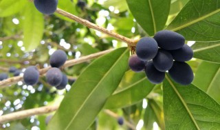 桂花果的功效与作用 桂花的功效与作用