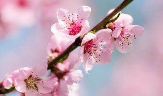 桃花运的句子经典语录 关于桃花运的唯美句子