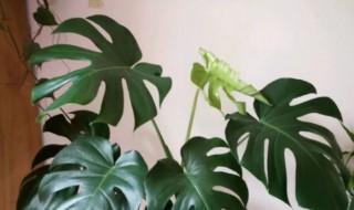 龟背竹的寓意是啥 龟背竹的寓意是什么