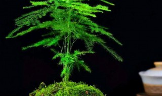 云竹的寓意特点 云竹的特点和象征意义