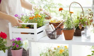 送文竹代表什么意思（女孩子送文竹是什么意思）