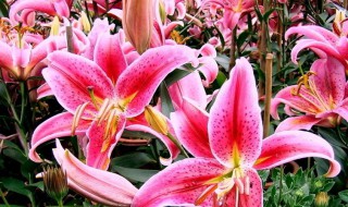 送一只百合花代表什么意思（百合花1一100送花的含义）