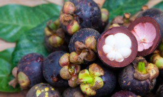 送山竹代表什么意思（送山竹的象征意义）