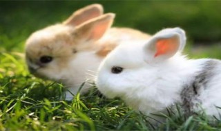 兔子寓意什么意思（兔子的寓意）