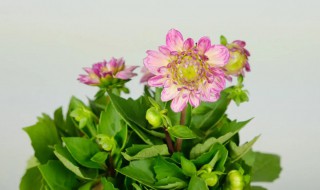 小丽花的养殖方法和注意事项 小丽花的养殖方法和注意事项大丽花有毒吗