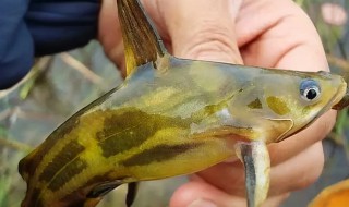 黄颡鱼要养殖多久(黄颡鱼几个月养一批)