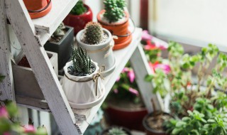 南昌专门卖盆栽的花市在哪里 南昌买花种植的地方