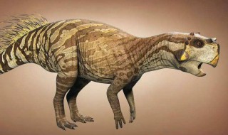 腕龙的特点 腕龙的特点资料