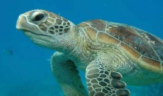 海洋馆有哪些生物(海洋馆有哪些生物都叫什么)