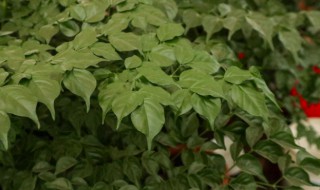 盆栽幸福树开花吗 幸福树怎么能开花