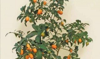 盆栽桔子在北方什么时候往室内搬 盆栽桔子在北方什么时候往室内搬到室外