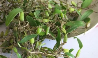 石豆兰和石橄榄的区别是什么(石橄榄与橄榄的区别)