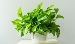 盆栽绿萝如何养成绿萝树 如何养植物绿萝