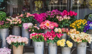 借花明志的诗句（以花明志的诗句）